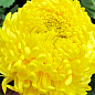 Хризантема крупноцветковая "Jokapi Jaune"  купить