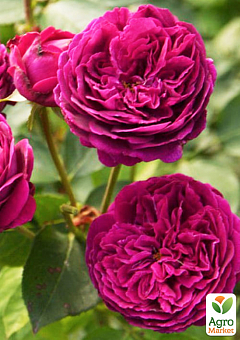 Троянда англійська серії Девіда Остіна "Фальстаф" (саджанець класу АА +) вищий сорт1