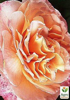 Эксклюзив! Роза чайно-гибридная абрикосовая "Надежда" (Hope) (сорт на потрясающие ароматное варенье)1