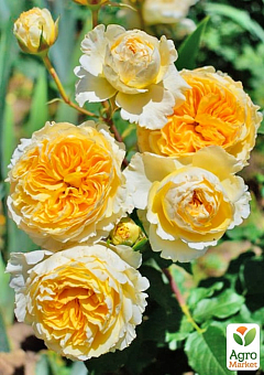 Роза пионовидная "Беатрис" (саженец класса АА+) высший сорт2
