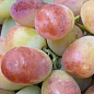 Виноград "Лимпопо" (ранне-средний  крупный виноград с сочной хрустящей мясистой ягодой) цена