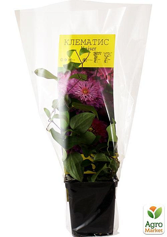 Клематис "Kаcper" (повторноцветущий сорт) - фото 5