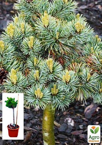 Сосна на штамбе "Беран" (Pinus parviflora "Beran") С2, высота от 30-50см