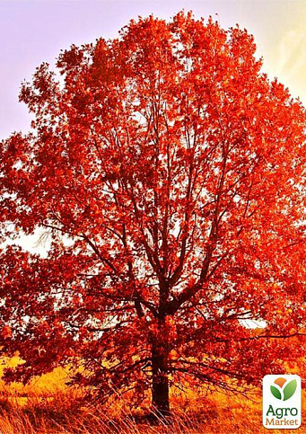 Дуб ярко-красный "Quercus rubra" (устойчив к вредителям и болезням) - фото 5