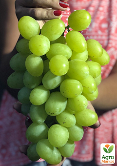 Виноград "Красавчик" (очень крупный сладкий виноград ультрараннего срока созревания  )1