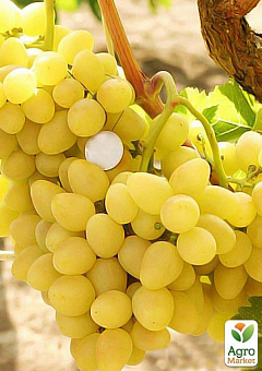 Виноград "Бажена" (очень ранний срок созревания, крупные грозди массой до 1500г)1