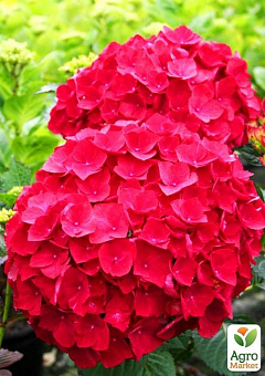 Гортензия крупнолистная красная "Красная красавица" (Red beauty)1