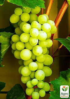 Виноград "Совиньон Блан" (Sauvignon Blanc) (винный сорт, средний срок созревания)2