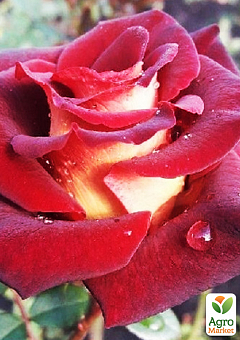 Роза чайно-гибридная "Эдди Митчел" (саженец класса АА+) высший сорт2