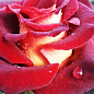 Роза чайно-гибридная "Эдди Митчел" (саженец класса АА+) высший сорт