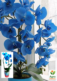 Орхидея (Phalaenopsis) "Cascade Blue"1