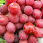 Виноград "Розмус" (сверхранний сладкий сорт с мускатным ароматом)