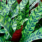 Калатея "Lancifolia" высота 45-55см цена