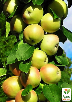 Яблуня колоновидна "Болеро" (осінній сорт)2