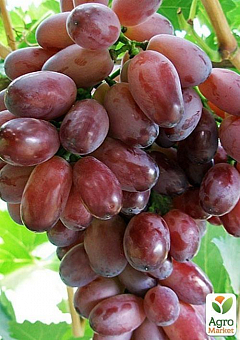 Виноград "Марадона" (средний срок созревания, сорт хорошо подходит для зимнего хранения)1