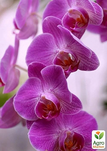 Орхидея (Phalaenopsis) "Lilac" - фото 3