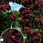 Троянда плетиста "Чорний принц" (саджанець класу АА +) вищий сорт