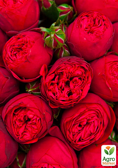 Троянда англійська "Red Piano" (саджанець класу АА +) вищий сорт2