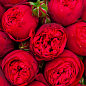 Троянда англійська "Red Piano" (саджанець класу АА +) вищий сорт