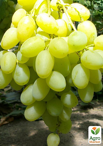 Виноград "Конвалія" (середній термін дозрівання, квітки двостатеві, запилення безпроблемне)