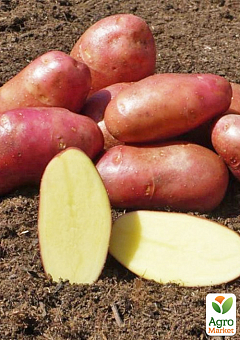 Картопля "Ажур" насіннєва середньостигла (1 репродукція) 1кг1