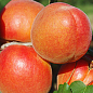Абрикос "Анегат" (летний сорт, поздний срок созревания)