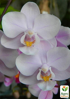 Орхидея Super Mini (Phalaenopsis) "Rose"1