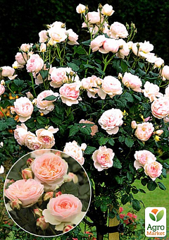 Троянда штамбова "Pastella" (саджанець класу АА+) вищий сорт2