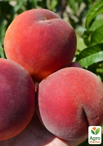 Персик "Симфония" (летний сорт, среднепозднего срока созревания)