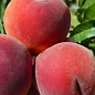 Персик "Симфония" (летний сорт, среднепозднего срока созревания)