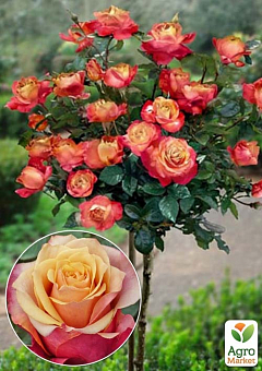 Троянда штамбова "Cherry Brendy" (саджанець класу АА+) вищий сорт2