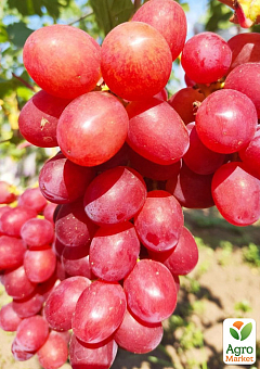 Виноград "Подарок Никополю" (раннеспелый, крупная гроздь, сочная хрустящая мякоть)2