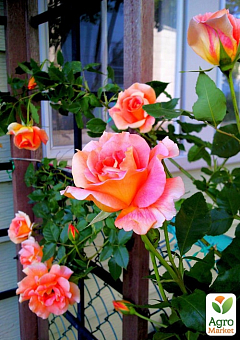 Ексклюзив! Троянда чайно-гібридна лососева-рожева "Мадемуазель Джулія" (Mademoiselle Julia) (саджанець класу АА +, преміальний морозостійкий сорт)1