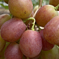 Виноград "Краснощекий" (крупная, сочная, сладкая, хрустящая ягода)