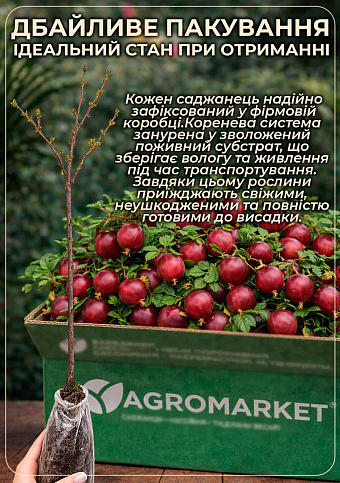 Штамбовий агрус "Малахіт" (середньо-ранній термін дозрівання) - фото 3