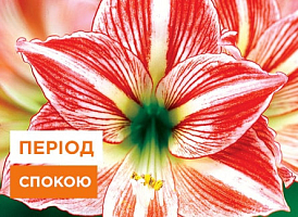 Гіппеаструм: догляд після цвітіння - корисні статті про садівництво від Agro-Market