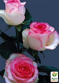 Роза чайно-гибридная "Дольче Вита" (саженец класса АА+) высший сорт2