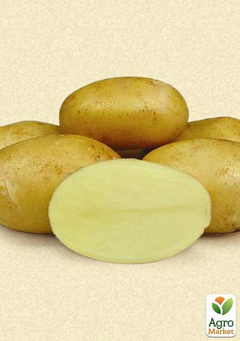 Насіннєва рання картопля "Естрелла" (на смаження, 1 репродукція) 1кг - фото 2