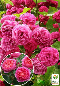 Роза английская плетистая "Розовый Лед" (саженец класса АА+) высший сорт1