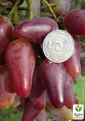 Виноград "Оскар" (крупная ягода необычной формы и гармоничного вкуса)
