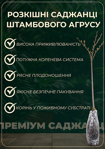 Штамбовий агрус "Малахіт" (середньо-ранній термін дозрівання) - фото 2