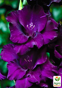 Гладиолус "Purple Flora" 3шт1