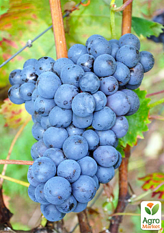 Виноград "Кабассия" (молдавский винный сорт)2