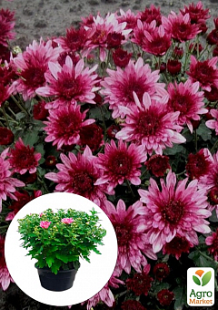 Хризантема Садовая "Avalon Pink" (высота 30-50см)1