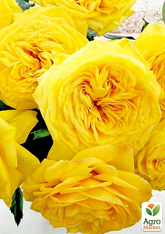 Роза пионовидная "Лимон Помпон" (саженец класса АА+) высший сорт1