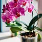 Жидкое удобрение для орхидей COMPO 0,5л (4089) купить