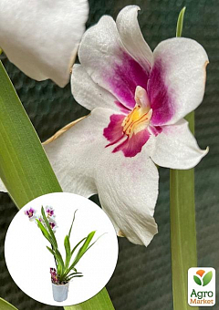 Орхидея Мильтония "White Story"2