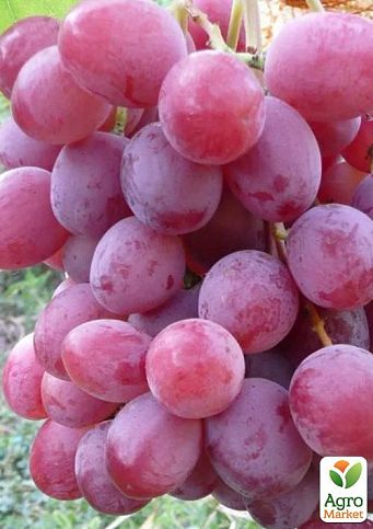 Виноград "Подарок Крайнова" (масса грозди 1000-1500 гр, морозоустойчив, болезнестойкий)