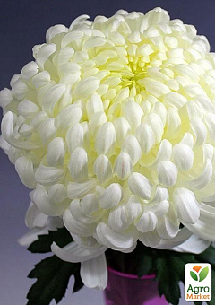 Хризантема крупноцветковая "Valys" 1