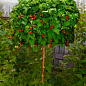 Эксклюзив! Малиновое дерево темно-красное "Арбат" (Arbat) (премиальный, крупноплодный сорт)